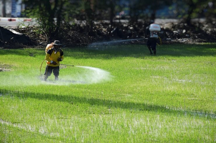 Lawn Fertilisation and Care