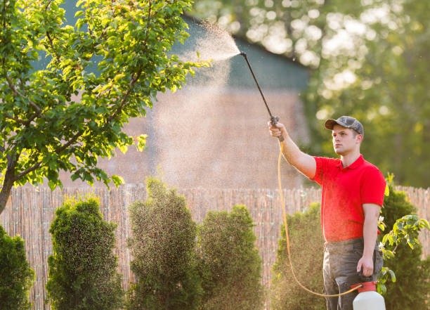 imgi_10_gardener-applying-an-insecticide-fertilizer-to-his-fruit-shrubs-using-a-sprayer