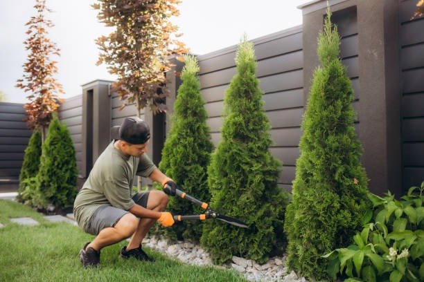 imgi_44_a-young-man-is-cutting-pruning-trees-with-a-garden-pruner-in-the-backyard-a-professional