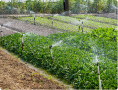 lawn aeration Springfield mo